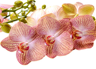 Naklejka premium Delicate flowers and buds spotted orchid phalaenopsis isolate on a white background.