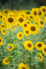 Sunflower field, Beauty in nature