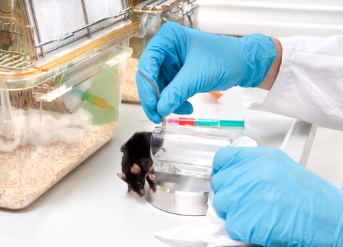 Anmal experiment