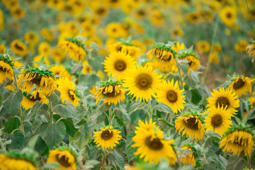 Fototapeta premium Sunflower field, Beauty in nature