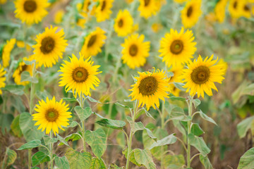 Sunflower field