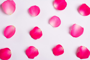 Pink petals of roses on white background