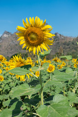 Sunflower field, Beauty in nature