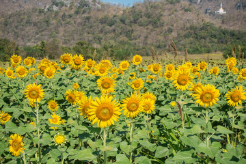 Obraz premium Sunflower field, Beauty in nature