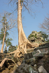 Ta Prohm temple