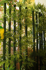 Obraz premium green bamboo