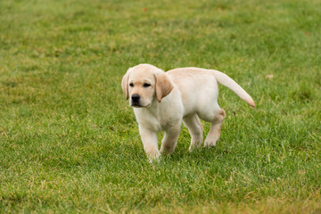 Labrador puppie playing in a field of grass