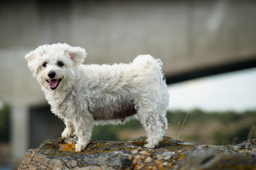 Happy dog on mountain