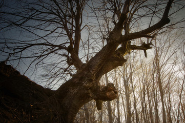 Fototapeta na wymiar Old tree with twisted branches, spooky dark landscape