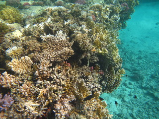 barriera corallina © paolo