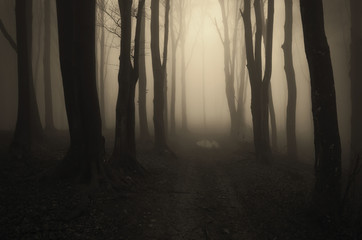 Dark Halloween landscape. Forest in fog at night, scary atmosphere