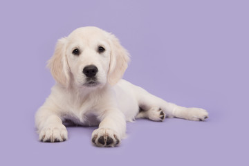 Cute golden retriever puppy lying on the floor facing and leaning towards the camera on a soft purple background