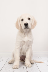 Cute sitting golden retriever puppy in a white living room setting