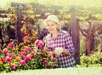 Senior woman trimming a rose-bush in garden