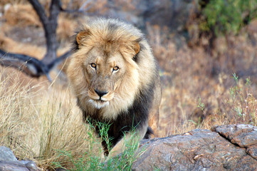 Amazing Lion in Namibia
