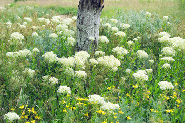 flowering meadows of the Russian steppe to Elista
