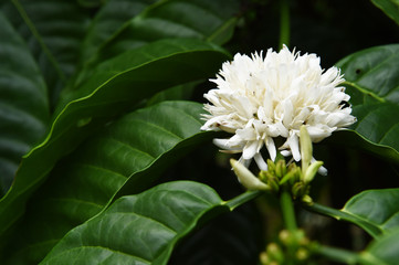 Coffee tree blossom with white color flower close up view