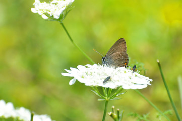 Satyrium acaciae, Sloe Hairstreak butterfly  in wild meadow