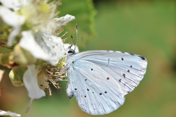 Celastrina argiolus, Holly Blue butterfly collecting nectar on wild flowers.
