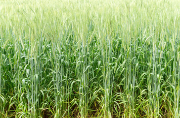 green barley field