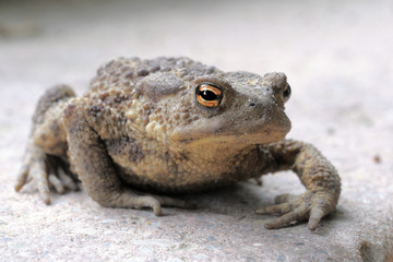Common toad (Bufo Bufo)