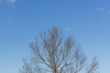 branches of dead tree on blue sky