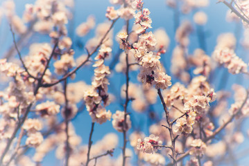 Apricot flowers background