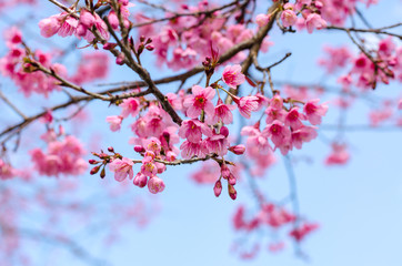 Beautiful pink flower of Sakura or Wild Himalayan Cherry tree in outdoor park with blue sky in Thailand