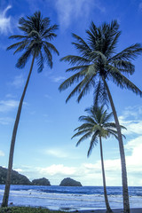 Fototapeta na wymiar Palm beach, Dominica