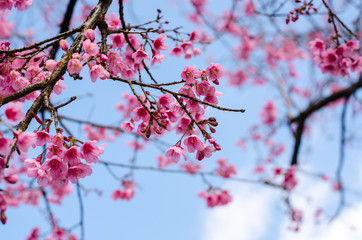 Beautiful pink flower of Sakura or Wild Himalayan Cherry tree in outdoor park with blue sky in Thailand