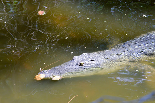 Crocodile eyes in a water body