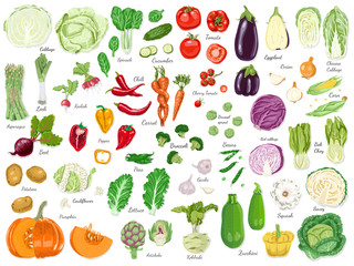 Big set of colored vegetables