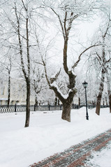 Snow covered trees in winter park Russia