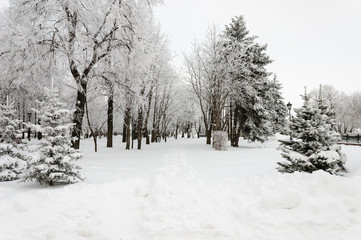 Snow covered pine trees in park Russia. Alley in winter park