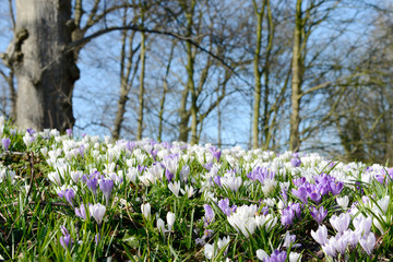 crocuses on meadow