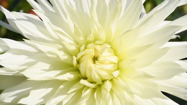 Dahlia "Hy Mom". The Hy Mom variety has spectacular big white blooms with yellow center. Hy Mom is a cactus type dahlia. Dahlia flower swaying in the light wind breeze.  Closeup