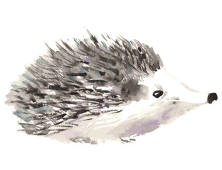 Hedgehog isolated on white background. Watercolor vector illustration