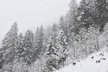 Cerca Immagini Foresta E Neve