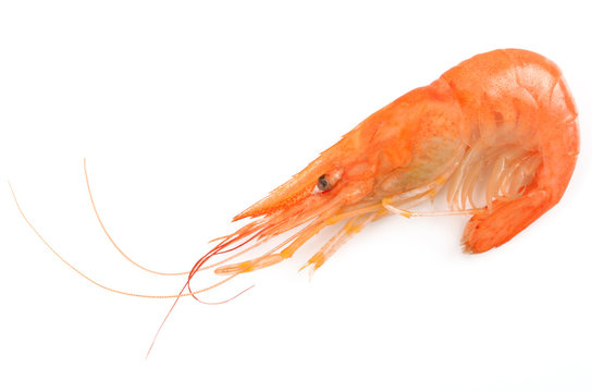 shrimp on an isolated background