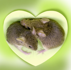 Two cute little mouse embraced in the center of the heart on a pink background