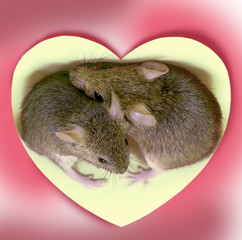 Two cute little mouse embraced in the center of the heart on a pink background