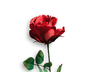 red rose on white background