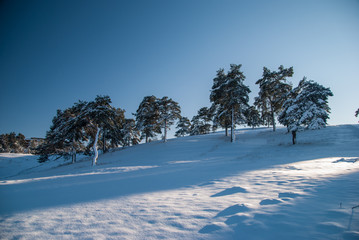 Pine trees on the snow covered hillside with deep blue sky 