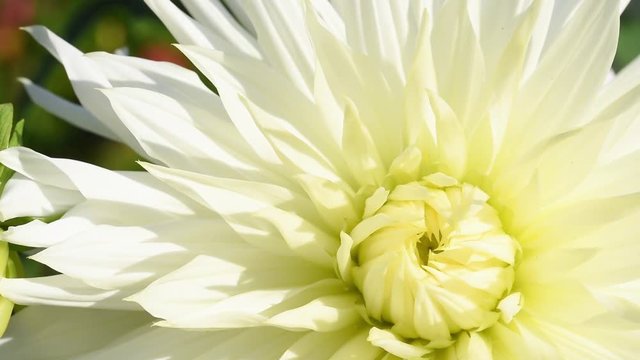 Dahlia "Hy Mom". The Hy Mom variety has spectacular big white blooms with yellow center. Hy Mom is a cactus type dahlia. Dahlia flower swaying in the light wind breeze.  Closeup