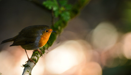 Robin Bird perched on a tree branch in the shade 