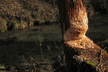 Von Bibern angenagter Baum