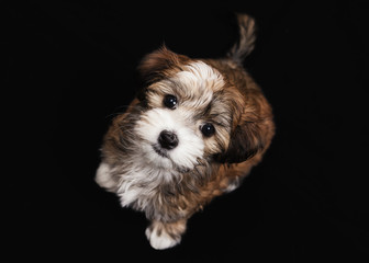 havanese puppy dog isolated