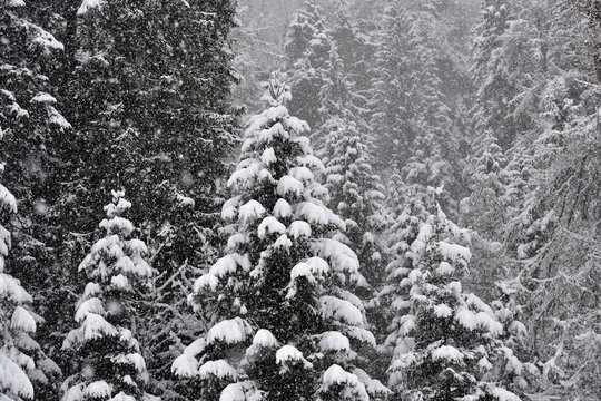 Fototapeta neve montagna bosco alberi innevati nevica rami neve bianco e nero montagne piste da sci sciare