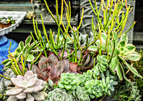 Yamaguchi Nursery On Sawtelle In Los Angeles Stock Photo And Yamaguchi Nursery On Sawtelle In Los Angeles