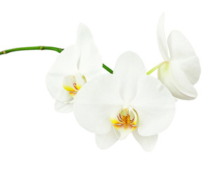Naklejka na ściany i meble Three day old white orchid isolated on white background. Closeup.